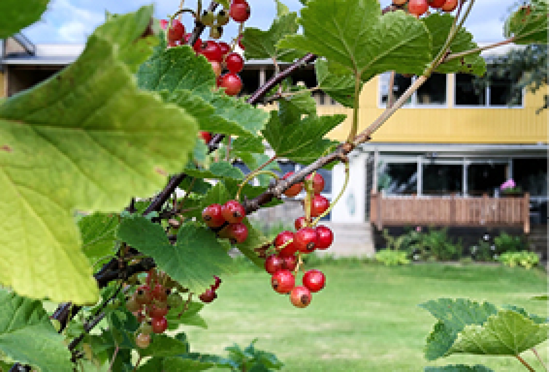 Vid problem med insekter eller skadedjur