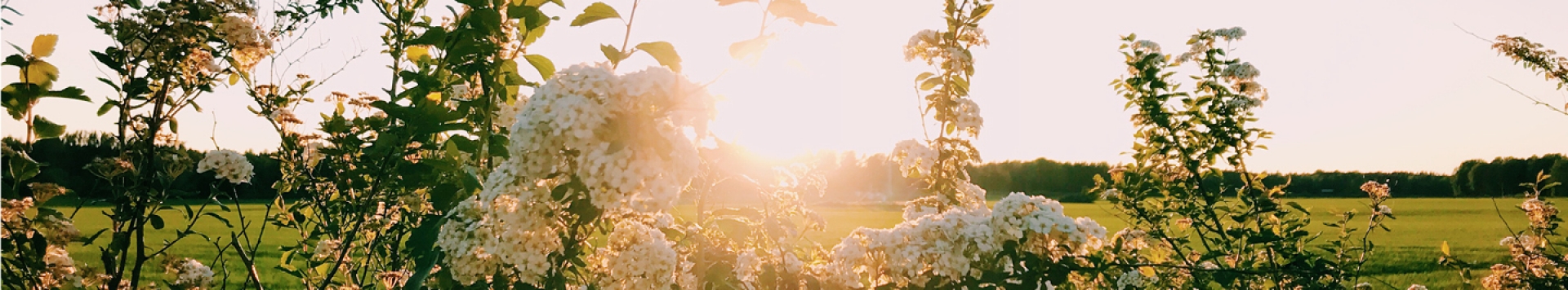 Blommor sommartid på baksidan